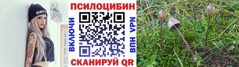 гидра ссылка  продажа наркотиков  Углич  Псилоцибиновые грибы Psilocybe 