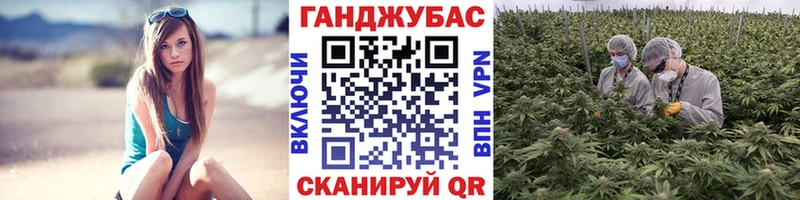 хочу наркоту  Углич  Бошки марихуана сатива 